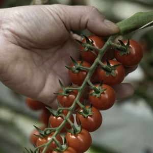 Grappe de tomates cerise